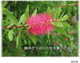 月刊写真俳句-2011年秋号