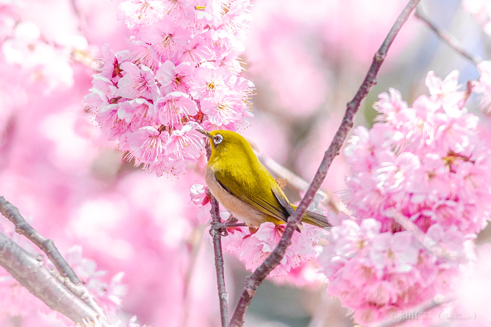 作家さん写真