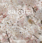 sakura 2012