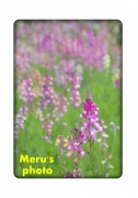 Merus photo