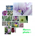 Merus photo 7