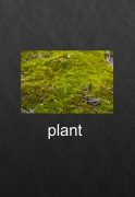 plant