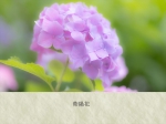 紫陽花