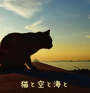 猫と空と海と