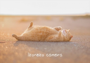 Ikoneko camera