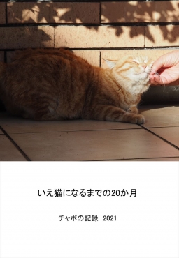 いえ猫になるまでの20か月