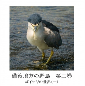 備後地方の野鳥　第二巻　ゴイサギの世界(一)