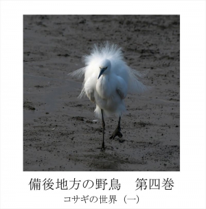 備後地方の野鳥 第四巻 コサギの世界　(一)