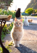 しまねこ　Island Cats