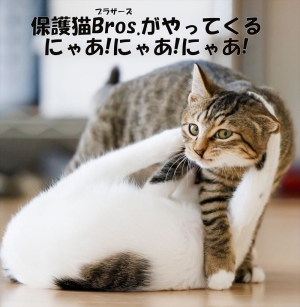 保護猫Bros.がやってくる にゃあ!にゃあ!にゃあ!