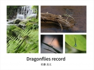 Dragonflies record