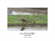 カルガモの子育て～田植えの時期～