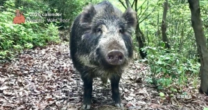 2026 交流猫動画 卓上カレンダー イノシシ版