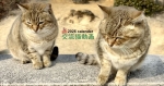 2026 交流猫動画 卓上カレンダー