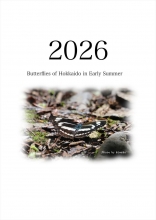 Butterflies of Hokkaido in Early Summer