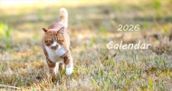 26猫カレンダー