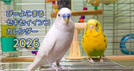 ぴーよこまるセキセイインコ卓上カレンダー2026